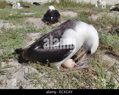 La sapienza, la più antica a bande di uccelli selvatici incuba il suo uovo 29 novembre 2013 sull'atollo di Midway National Wildlife Refuge. Ogni anno la Laysan albatross ritorna al nido e sollevare i suoi pulcini. sul rifugio, home al 70% di tutto il mondo Laysan Albatross e la più grande colonia degli Albatross specie nel mondo. Foto Stock