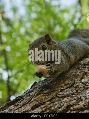 Tree Squirrel eating lanzones Foto Stock