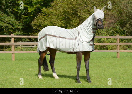 Cavallo nel campo indossando completa protezione a Mosca Foto Stock
