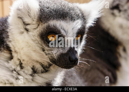 Tenerife - Monkey Park Zoo, Los Cristianos. Lemure Ringtailed. Foto Stock