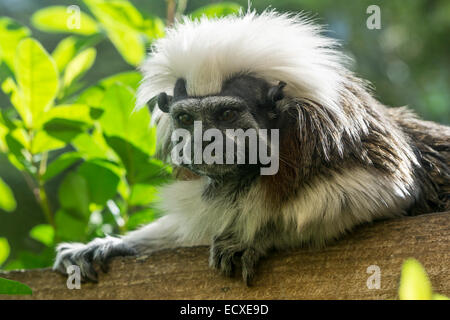 Tenerife - Monkey Park Zoo, Los Cristianos. Il cotone intitolata Tamarin. Foto Stock