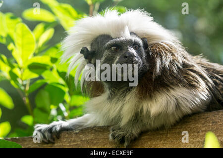 Tenerife - Monkey Park Zoo, Los Cristianos. Il cotone intitolata Tamarin. Foto Stock