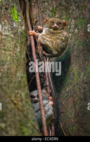 Due teloni spettrali, specie primate notturne, sono visibili su un albero in un'ampia luce del giorno nella Riserva Naturale di Tangkoko, Sulawesi del Nord, Indonesia. Foto Stock