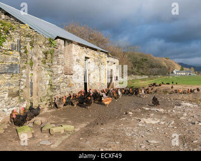Freerange polli al di fuori di un fienile in pietra il colpo di stato di pollo in un campo di fattoria. Gwynedd, il Galles del Nord, Regno Unito, Gran Bretagna Foto Stock
