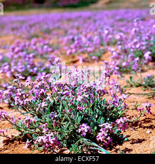 Fioritura di stock del Mare (Matthiola sinuata) Dune di Piscinas Sardegna Italia Foto Stock