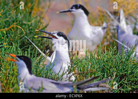 Sandwich Tern (Thalasseus sandvicensis) nella colonia nidificazione Foto Stock