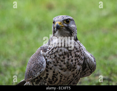 Saker X Lugger Falcon Foto Stock