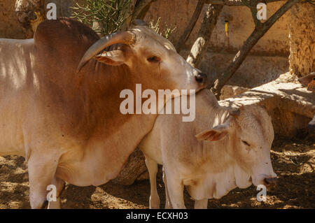 Gran Canaria - Parque Cocodrilos, coccodrillo e animal rescue center zoo. African zebù bestiame. Foto Stock