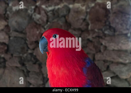 Gran Canaria - Parque Cocodrilos, coccodrillo e animal rescue center zoo. Red parrakeet. Foto Stock