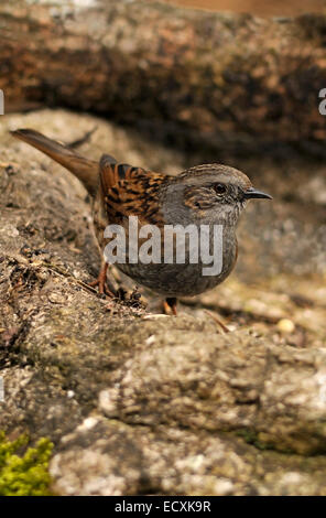 Ritratto verticale di dunnock, Prunella modularis (Prunelidae), Adulto appollaiato sulla pietra. Foto Stock