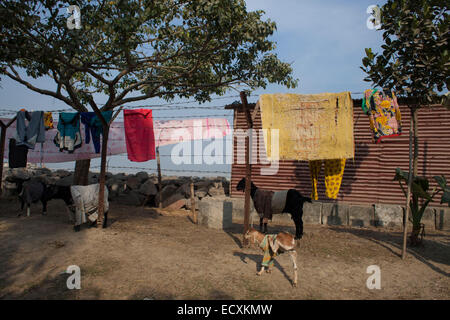 Bangladesh. Xx Dec, 2014. I popoli che vivono nei pressi del fiume Jamuna. Il Bangladesh è esposta ai capricci della natura in varie forme e l'erosione del fiume, che sradica le persone dalla loro terra ancestrale e infligge colpi letali per l'economia rurale, è sicuramente un grande problema socioeconomico che si erge in modo sostenibile di alleviamento della povertà. Credito: zakir hossain chowdhury zakir/Alamy Live News Foto Stock