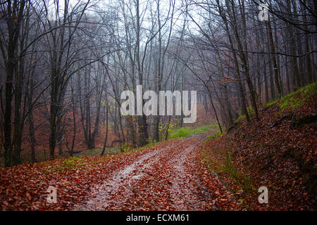 Paesaggio con una strada nella foresta, in autunno Foto Stock