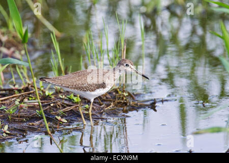 Sandpiper solitaria (Tringa solitaria) wader, singolo uccello camminare in acqua poco profonda, Tobago, dei Caraibi. Foto Stock