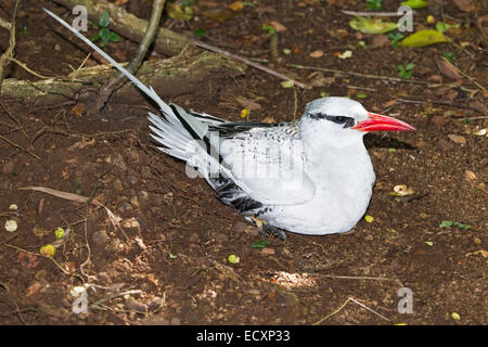 Rosso-fatturati tropicbird (Phaethon aethereus) singolo adulto seduto sul nido, Tobago, dei Caraibi Foto Stock