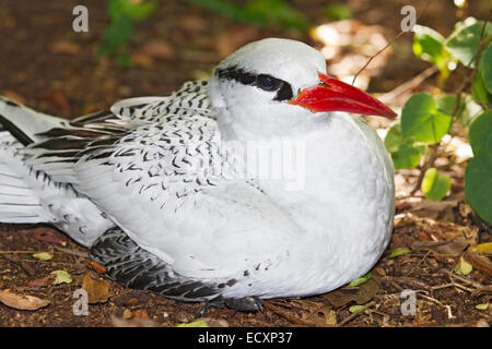 Rosso-fatturati tropicbird (Phaethon aethereus) singolo adulto seduto sul nido, Tobago, dei Caraibi Foto Stock