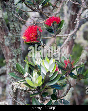 Fioritura Pohutukawa albero alla foce del fiume Puhoi, Wenderholm Parco Regionale, Auckland, Nuova Zelanda Foto Stock