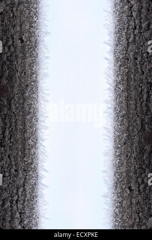 Come una miniatura fila di alberi di questa linea di cristalli di ghiaccio da una trasformata per forte gradiente frost sarà presto allo stato fuso Foto Stock