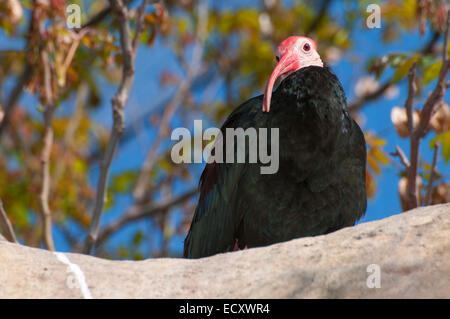 Southern calvo Ibis (Geronticus calvus), San Diego Zoo Safari Park, San Diego County, California Foto Stock