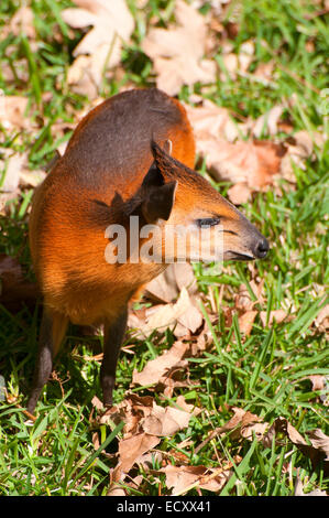 Western red-fiancheggiata duiker (Cephalophus rufilatus), San Diego Zoo Safari Park, San Diego County, California Foto Stock