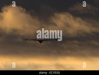 Aquilone rosso con il cielo al tramonto Foto Stock