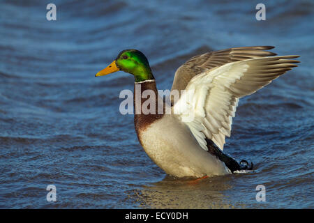 Il Germano Reale maschio o drake ano platyrhyncha sbattere le ali Foto Stock