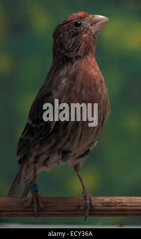 Atlantico (Canarie Serinus canaria), Fringillidae, isole Canarie Foto Stock