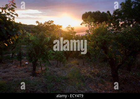 Rami pesanti con albicocche, uva, limoni e prugne si tingono di rosa con il sole di setting su terreni di proprietà di (vedi descrizione) .. Foto Stock