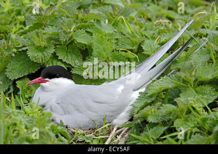 Arctic Tern (sterna paradisaea) sul nido Foto Stock