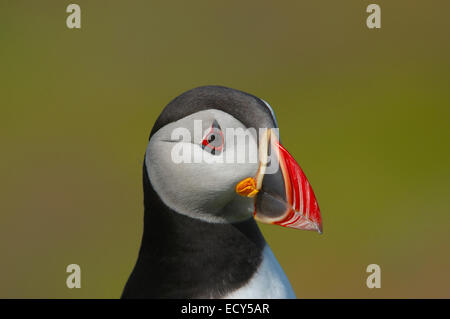 Atlantic Puffin (Fratercula arctica) Foto Stock