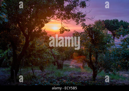 Rami pesanti con albicocche, uva, limoni e prugne si tingono di rosa con il sole di setting su terreni di proprietà di (vedi descrizione) .. Foto Stock