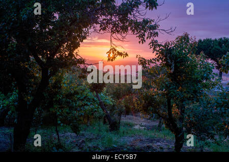 Rami pesanti con albicocche, uva, limoni e prugne si tingono di rosa con il sole di setting su terreni di proprietà di (vedi descrizione) .. Foto Stock