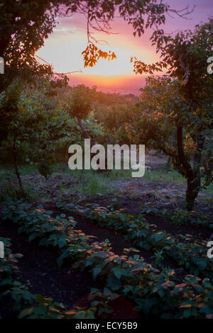 Rami pesanti con albicocche, uva, limoni e prugne si tingono di rosa con il sole di setting su terreni di proprietà di (vedi descrizione) .. Foto Stock