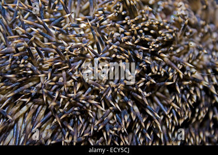 Spine di riccio Foto Stock