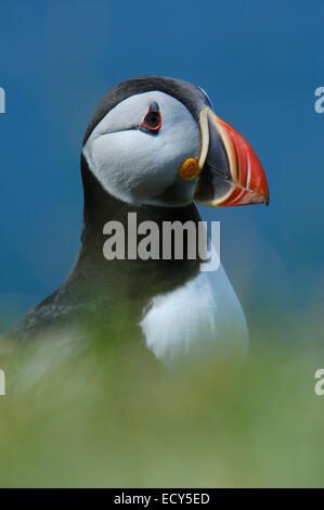 Atlantic Puffin (Fratercula arctica) Foto Stock