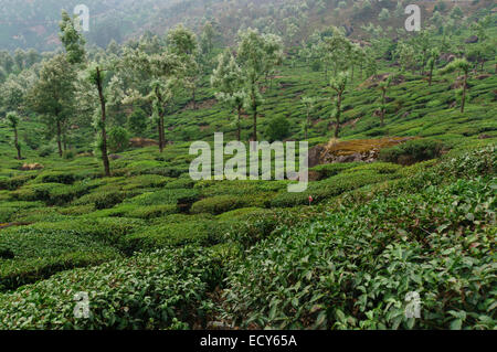 Il Kerala, India - la piantagione di tè vicino a Munnar, nel Kanan Devan colline Foto Stock