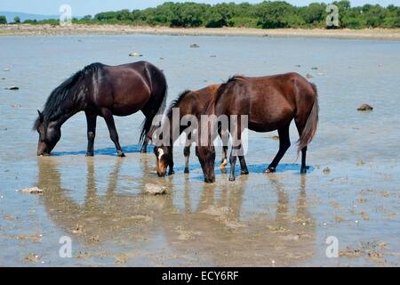 Cavalli selvaggi con un puledro presso lo stagno di Pauli Majori, Giara di Gesturi, Provincia del Medio Campidano, Sardegna, Italia Foto Stock