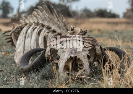 Lo scheletro di un capo buffalo (Syncerus caffer), Okavango Delta, Botswana Foto Stock