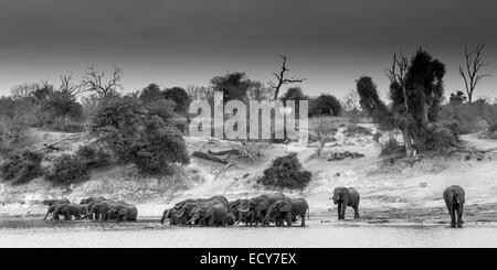 Branco di elefanti africani (Loxodonta africana) in piedi nel fiume di acqua potabile, in bianco e nero, Vista panoramica Foto Stock