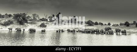 Un grande branco di elefanti africani (Loxodonta africana) è in piedi nel fiume di acqua potabile, seppia, Vista panoramica Foto Stock