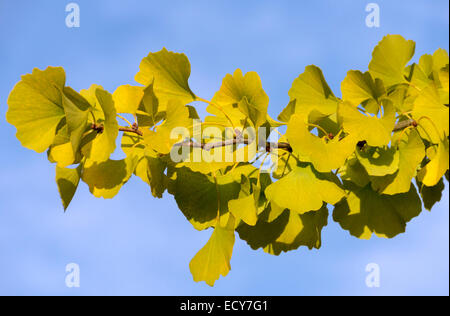 Il ginkgo (Ginkgo biloba), il ramo con foglie, Renania-Palatinato, Germania Foto Stock