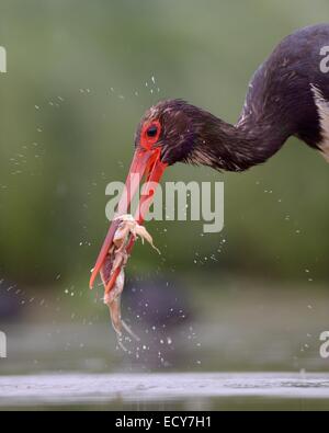 Cicogna Nera (Ciconia nigra), frantumando la sua preda, Kiskunság National Park, Ungheria Foto Stock