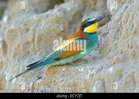 Unione Gruccione (Merops apiaster), maschio in appoggio al sito di nidificazione, Kiskunság National Park, Ungheria Foto Stock