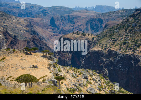 Grande canyon presso l'altopiano di Dixsam, Socotra, Yemen Foto Stock