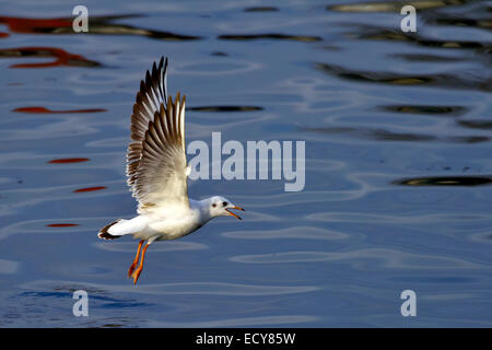 Comune a testa nera (gabbiano Chroicocephalus ridibundus), prendendo il largo, lago di Zug, Svizzera Foto Stock