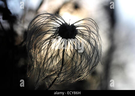 Clematide cinese (Clematis orientalis), frutta stand, sbiadito, retroilluminato, Baden-Württemberg, Germania Foto Stock