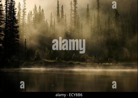 Elk (Cervus canadensis) sulle rive del misty Fiume Bow, il Parco Nazionale di Banff, provincia di Alberta, Canada Foto Stock