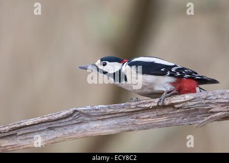 Picchio rosso maggiore (Dendrocopos major), maschio, sul legno morto, Hesse, Germania Foto Stock