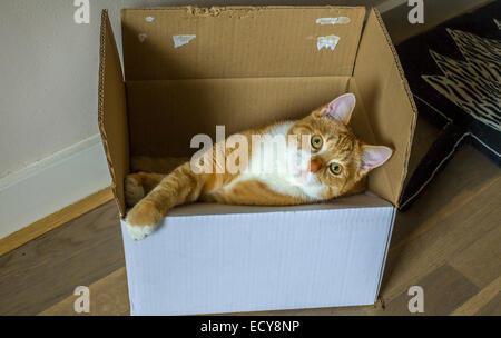 Lo zenzero gatto in una scatola di cartone Foto Stock