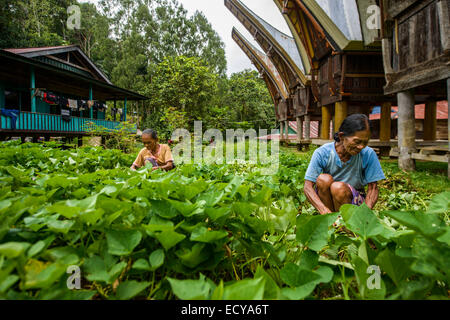 Toraja le donne a lavorare nei campi, Sulawesi, Indonesia Foto Stock