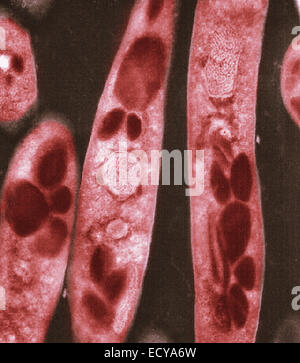 La fotomicrografia di Bacillus anthracis (antrace) spore. Foto Stock